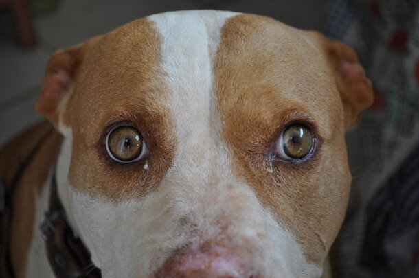 Dogo Argentino, o Mastiff Argentino: saiba tudo sobre a raça