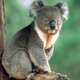 Sam-the-Koala's Avatar