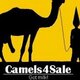Camels4Sale's Avatar